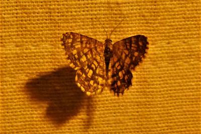 <i>Chiasmia clathrata</i>