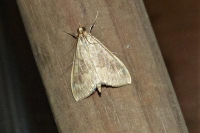 <i>Ostrinia nubilalis/scapulalis</i>