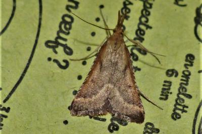 <i>Synaphe punctalis</i>