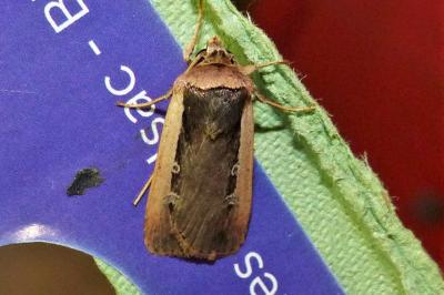<i>Ochropleura leucogaster</i>