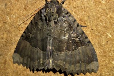 <i>Mormo maura</i>