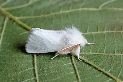 <i>Euproctis chrysorrhoea</i>