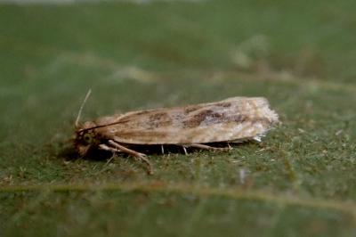 <i>Bactra furfurana</i>