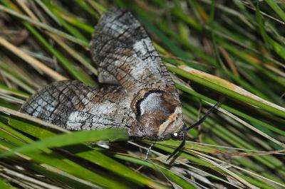 <i>Cossus cossus</i>