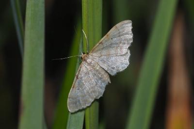<i>Idaea fuscovenosa</i>