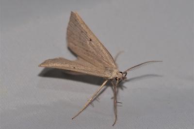 <i>Macrochilo cribrumalis</i>