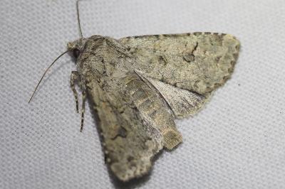 <i>Anarta stigmosa</i>