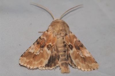 <i>Eremobia ochroleuca</i>