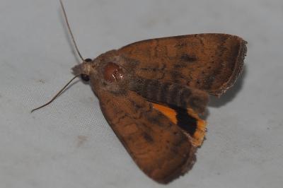 <i>Noctua interjecta</i>