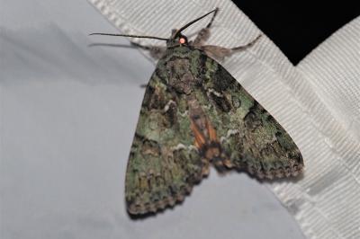<i>Polyphaenis sericata</i>
