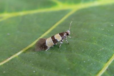 Goidanichiana jourdheuillella