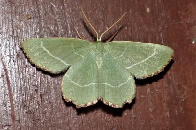 Thalera fimbrialis