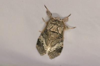 Drymonia querna
