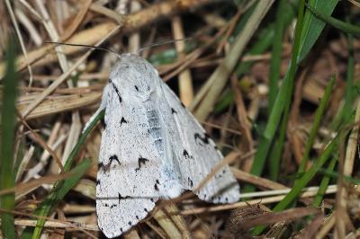 <i>Acronicta leporina</i>