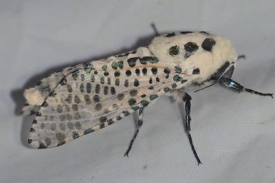 <i>Zeuzera pyrina</i>