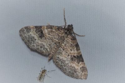 <i>Pterapherapteryx sexalata</i>