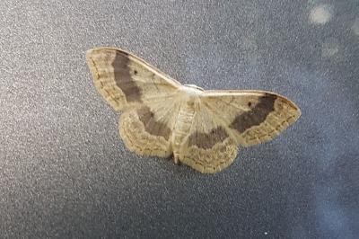 <i>Idaea aversata</i>