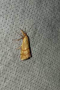 <i>Chrysocrambus linetella</i>