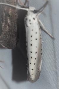 <i>Yponomeuta rorrella</i>