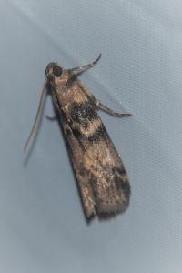 <i>Euzophera pinguis</i>