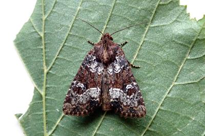 <i>Mesapamea secalella/secalis</i>