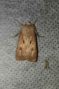 <i>Agrotis exclamationis</i>