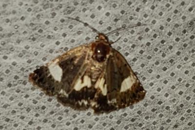 <i>Tyta luctuosa</i>