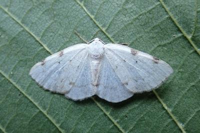 <i>Lomographa bimaculata</i>