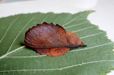 <i>Gastropacha quercifolia</i>