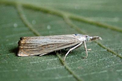 <i>Chrysoteuchia culmella</i>