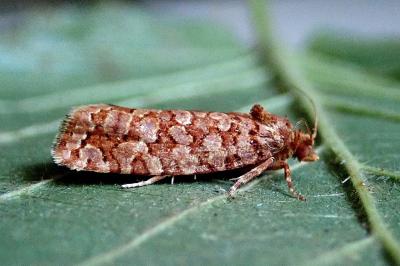 <i>Lozotaeniodes formosana</i>