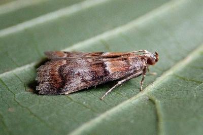 <i>Acrobasis repandana</i>