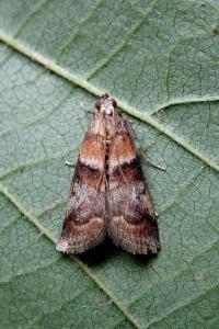 <i>Acrobasis repandana</i>