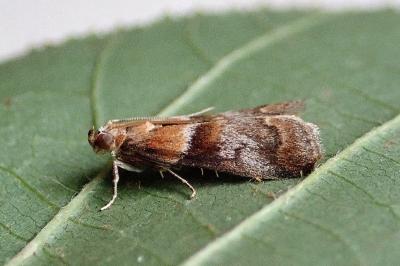 <i>Acrobasis repandana</i>