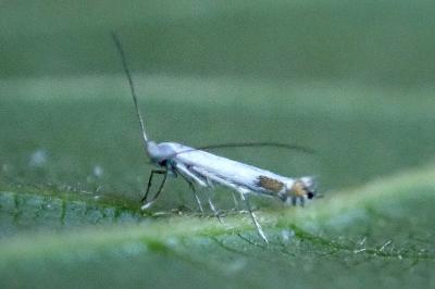 <i>Lyonetia clerkella</i>