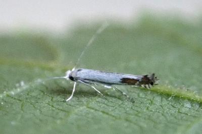 <i>Lyonetia clerkella</i>