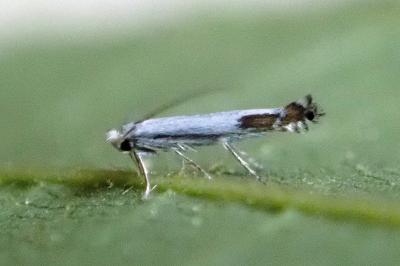 <i>Lyonetia clerkella</i>