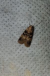 <i>Euzophera pinguis</i>