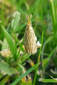 <i>Chrysocrambus linetella</i>