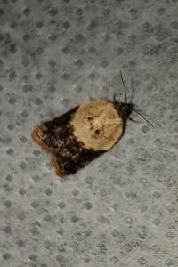 <i>Acleris variegana</i>