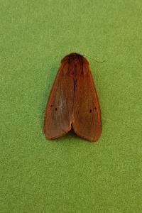 <i>Phragmatobia fuliginosa</i>