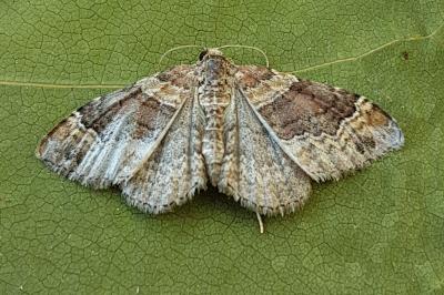 <i>Xanthorhoe ferrugata/spadicearia</i>
