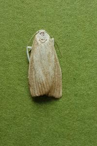 <i>Calamotropha paludella</i>