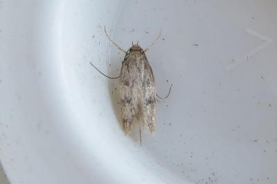 <i>Borkhausenia nefrax</i>