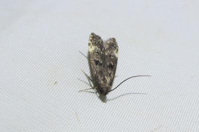<i>Dichomeris alacella</i>