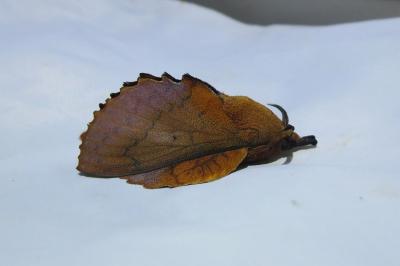 <i>Gastropacha quercifolia</i>