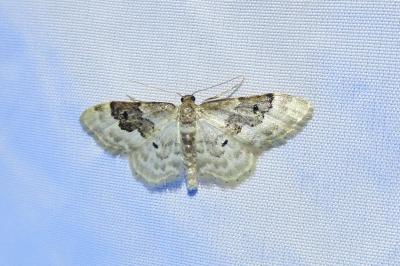 <i>Idaea rusticata</i>