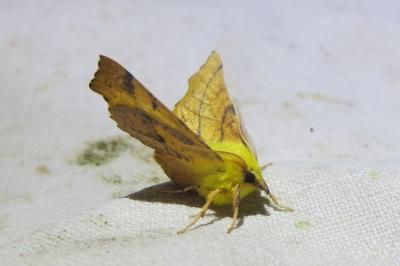 <i>Ennomos alniaria</i>