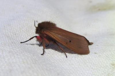 <i>Phragmatobia fuliginosa</i>