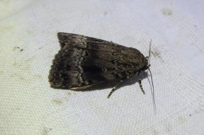 <i>Amphipyra pyramidea</i>